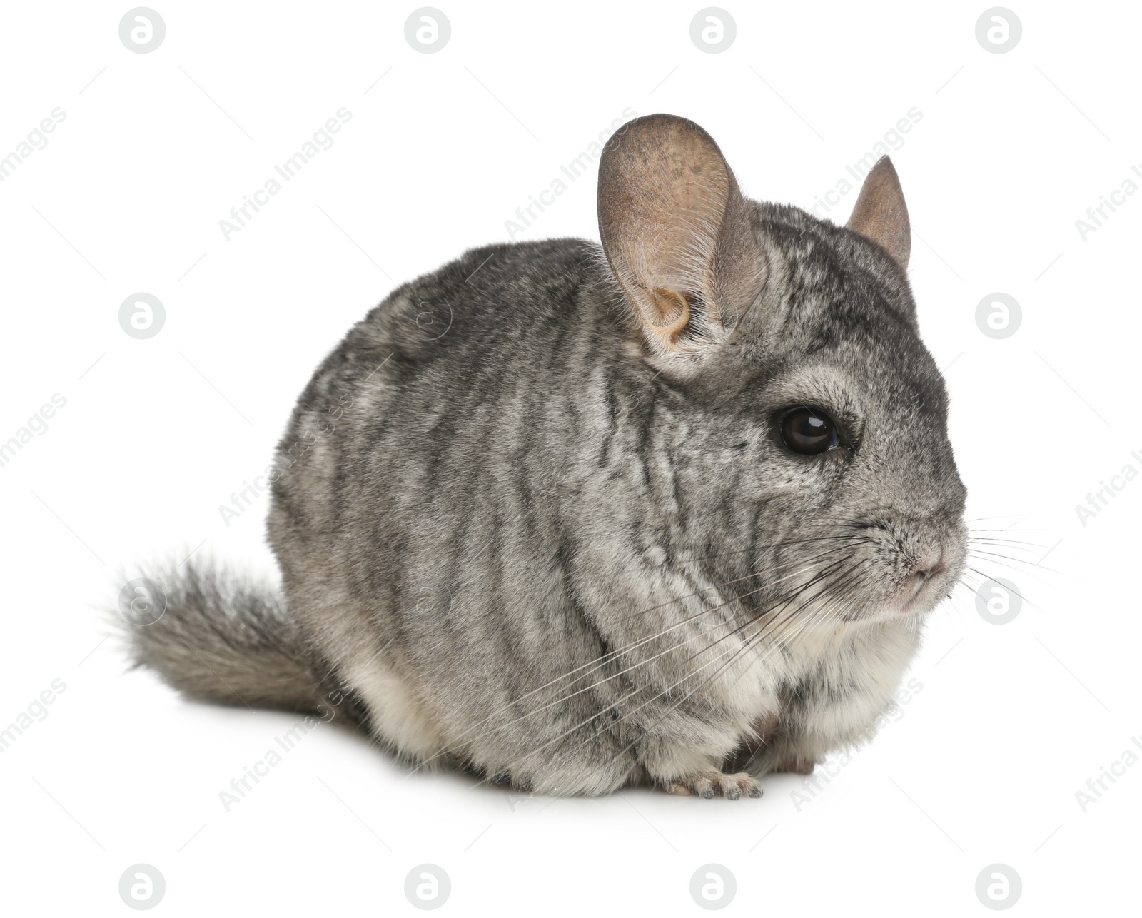 Photo of Cute funny grey chinchilla isolated on white