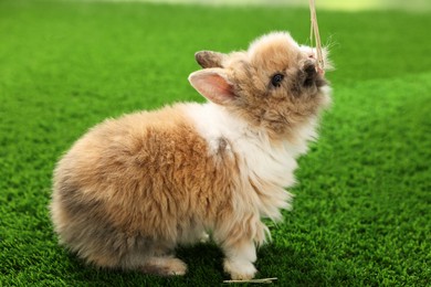 Cute fluffy pet rabbit on green grass