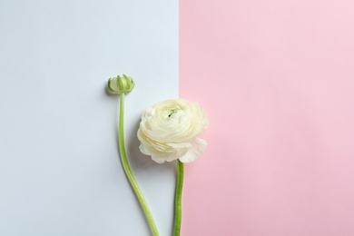 Photo of Beautiful ranunculus flower on color background