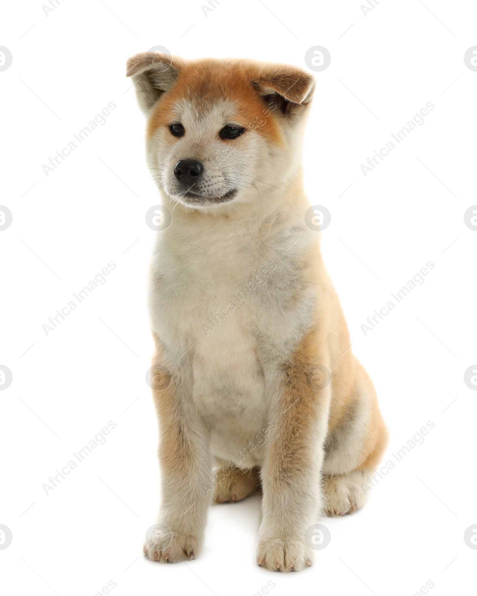 Photo of Cute akita inu puppy isolated on white