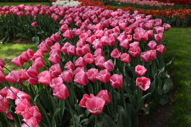 Photo of Many beautiful tulip flowers in park. Spring season