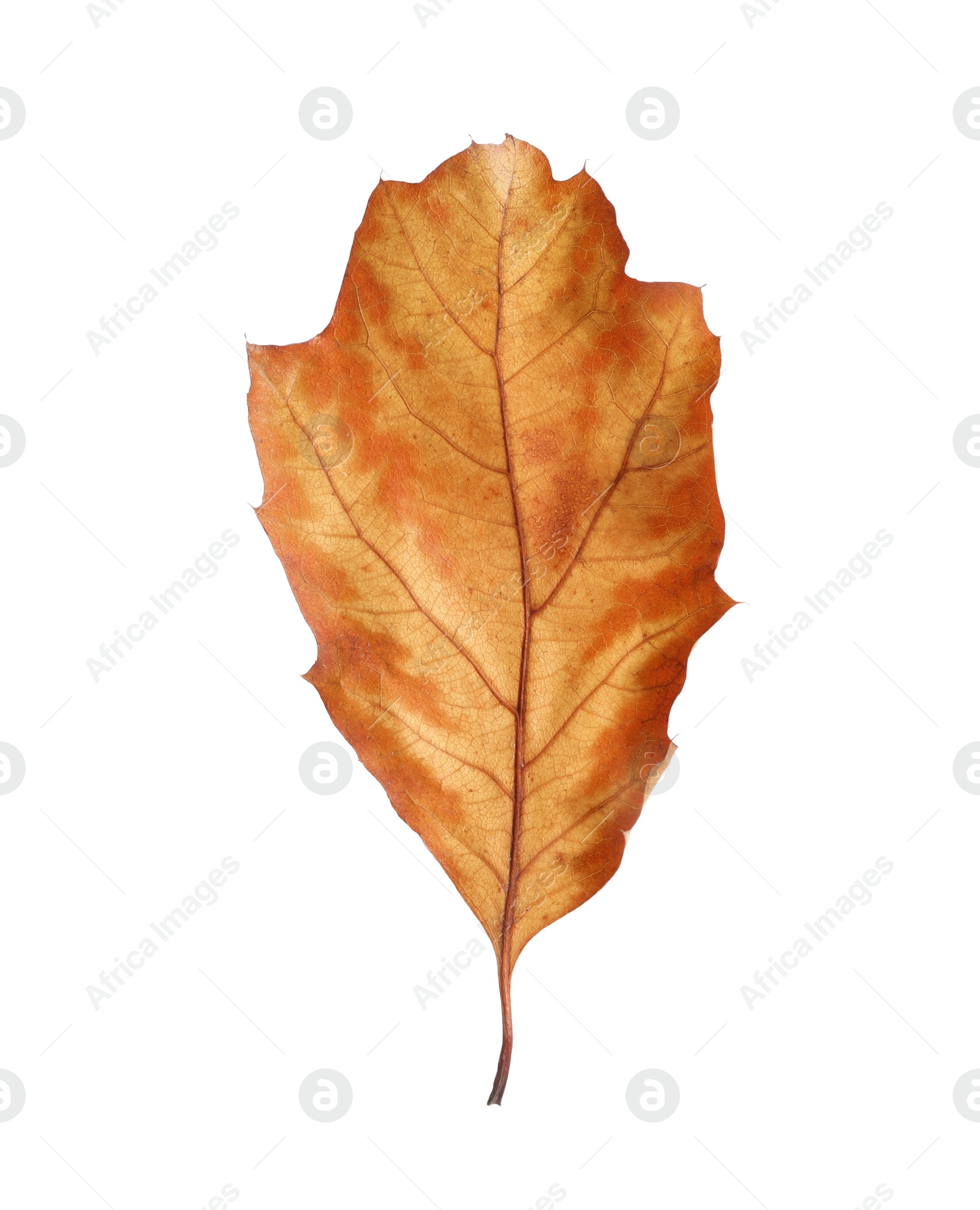 Photo of One dry autumn leaf isolated on white