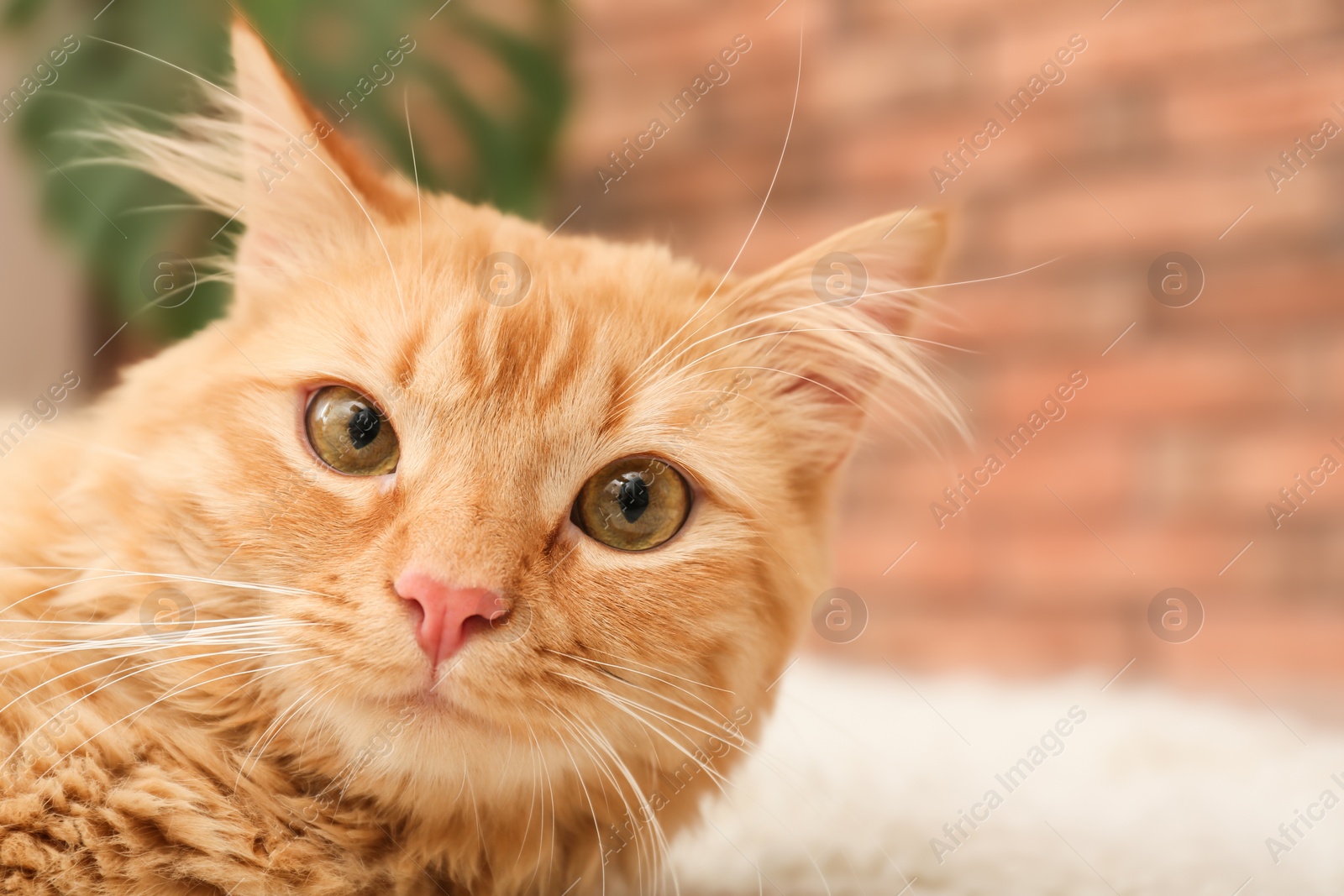 Photo of Cute red cat lying at home, closeup