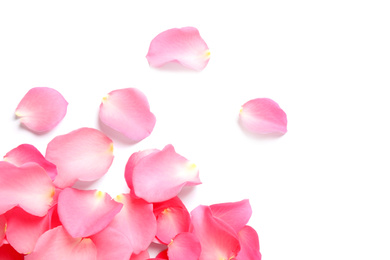 Fresh pink rose petals on white background, top view