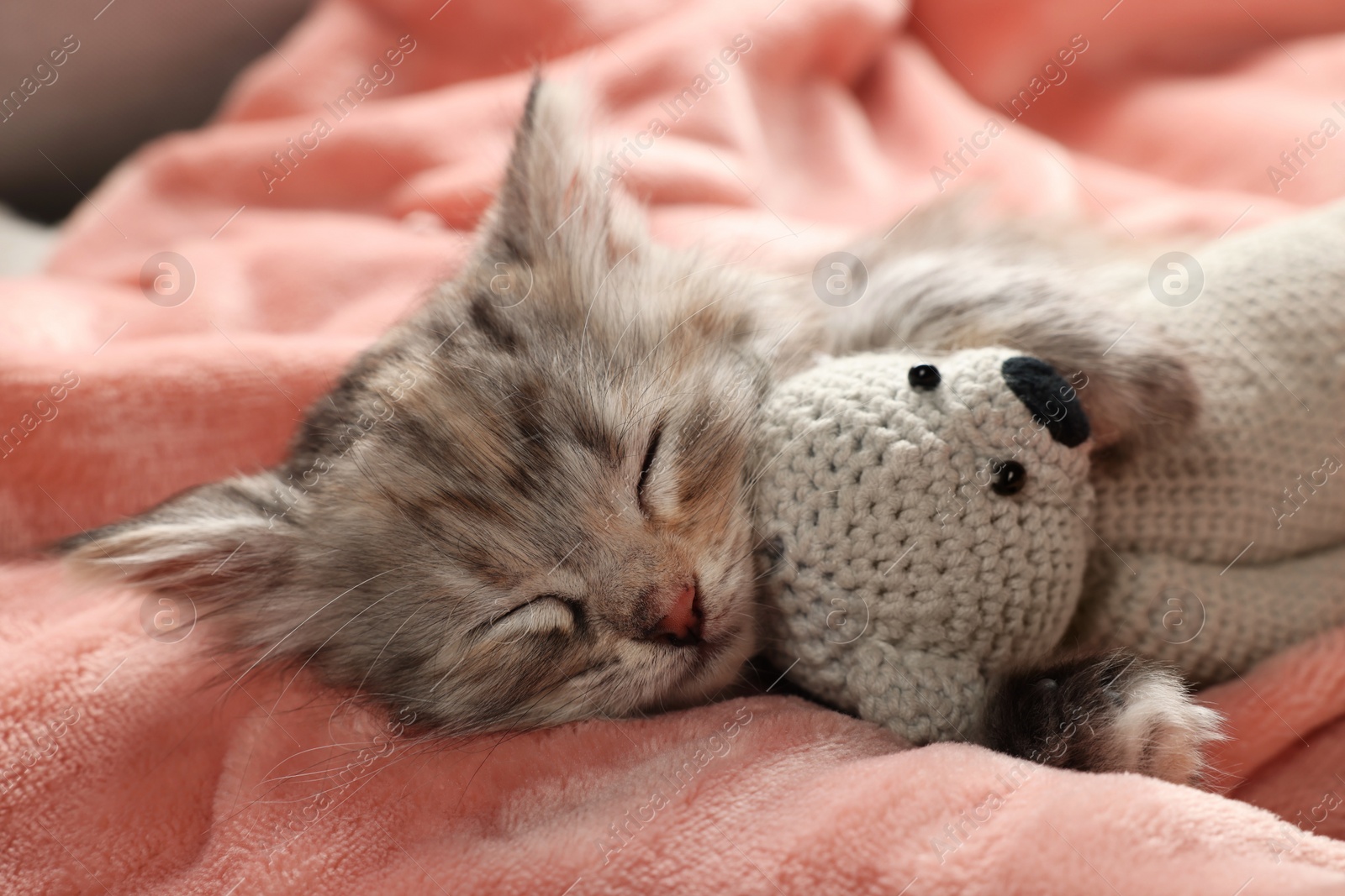 Photo of Cute kitten sleeping with toy on soft pink blanket