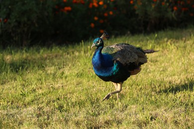 Photo of One beautiful peacock in nature reserve on sunny day