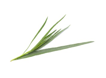 One sprig of fresh tarragon on white background