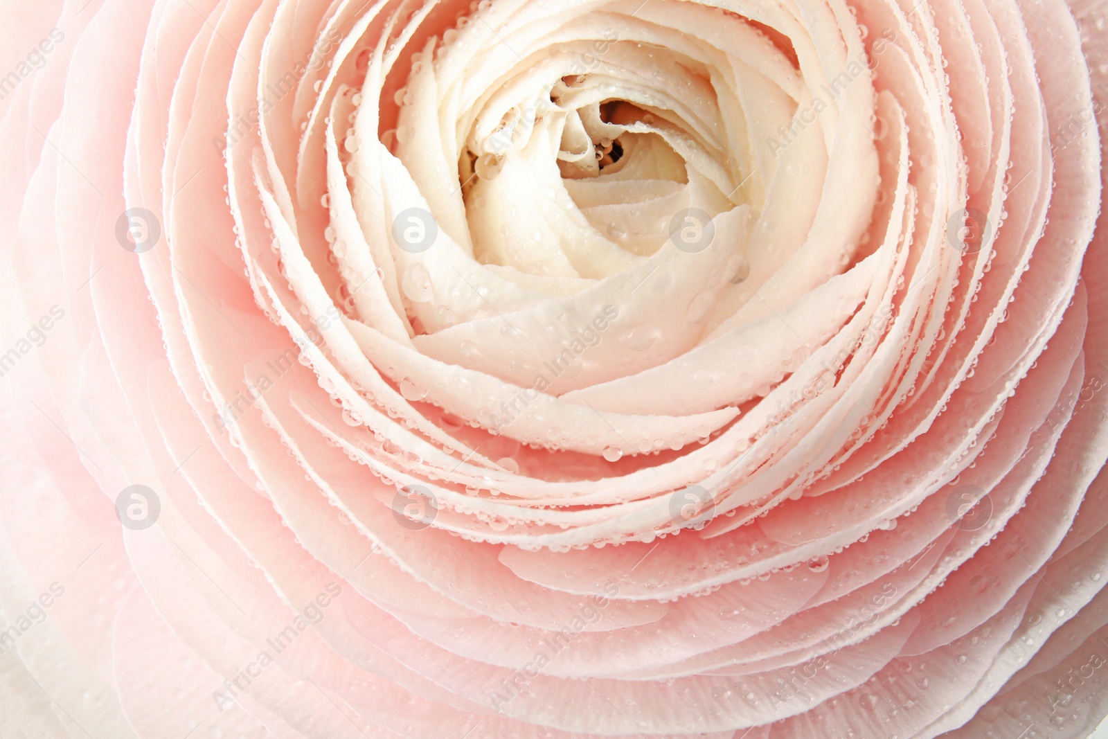 Photo of Beautiful spring ranunculus flower as background, closeup