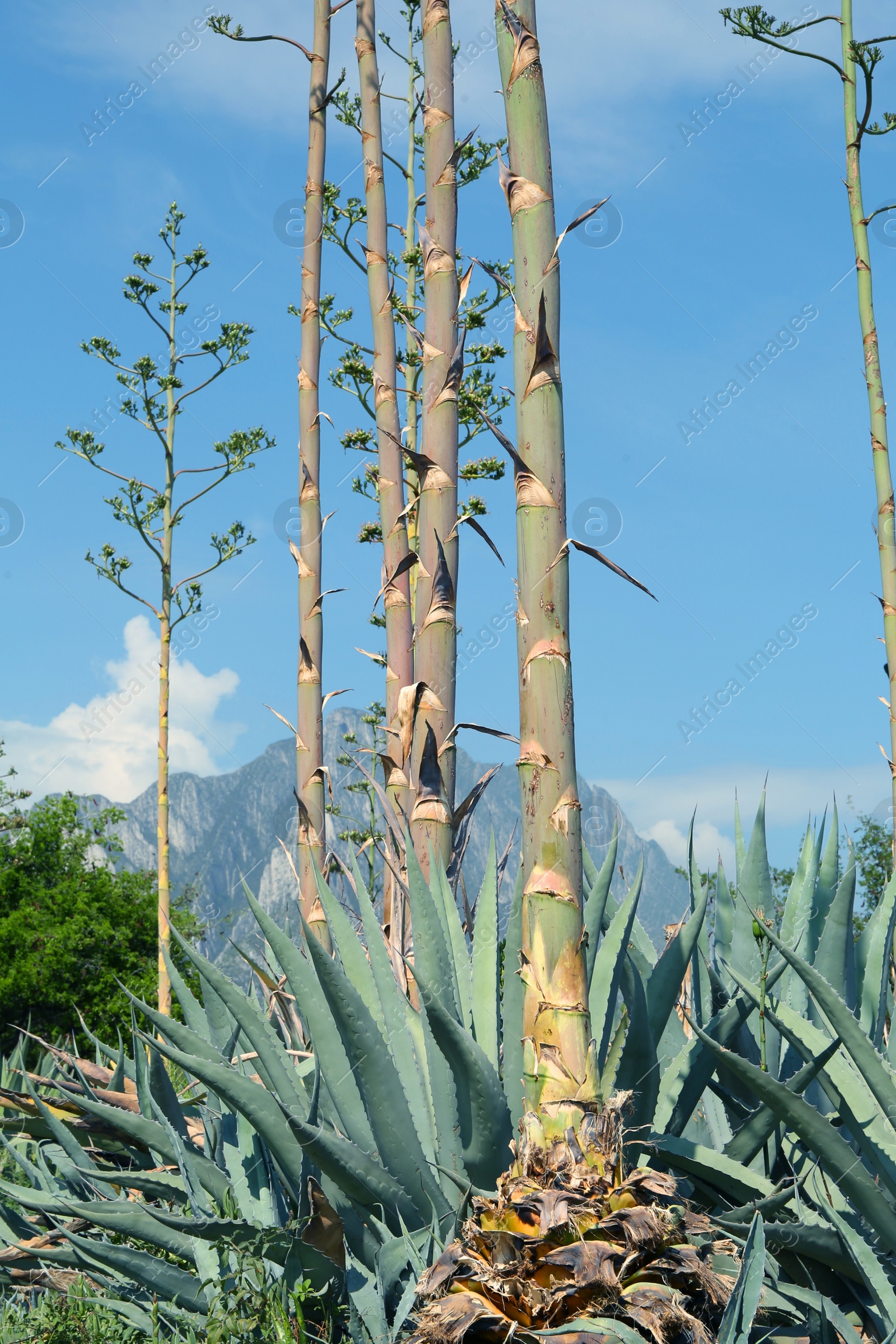 Photo of Beautiful Agave plant growing outdoors on sunny day