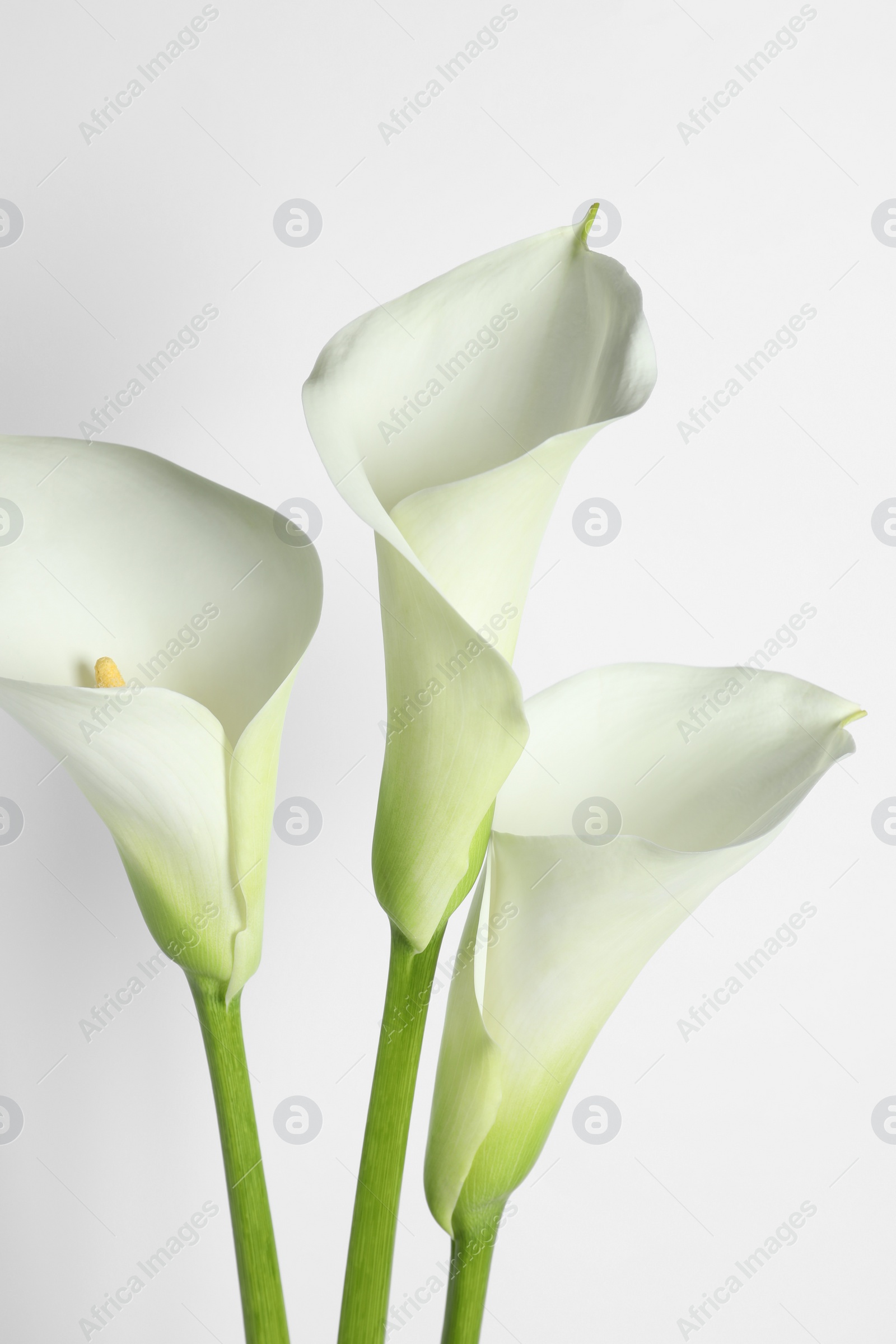 Photo of Beautiful calla lily flowers on white background