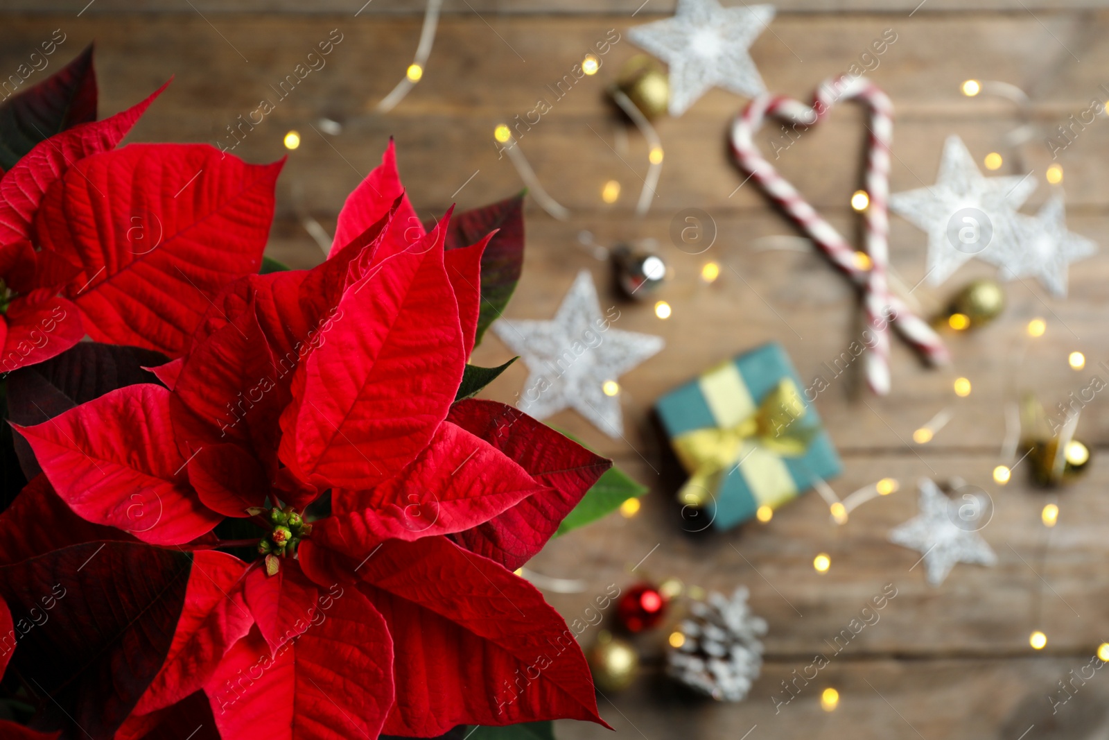 Photo of Poinsettia (traditional Christmas flower) and holiday items on wooden table, top view. Space for text