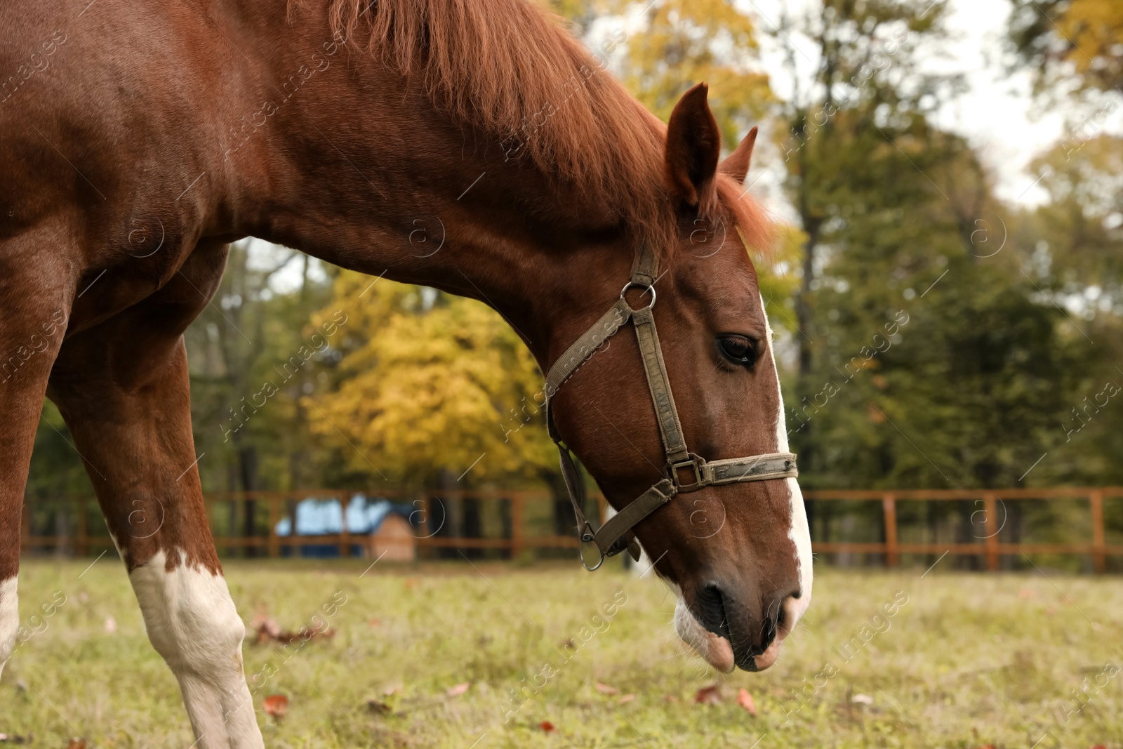 Photo of Horse with bridle in park on autumn day