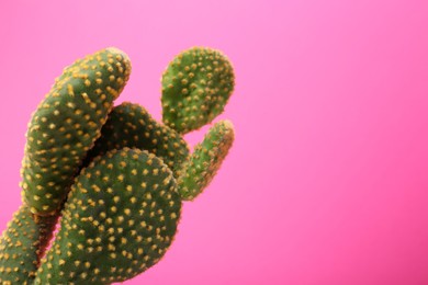 Photo of Beautiful green Opuntia cactus on pink background. Space for text