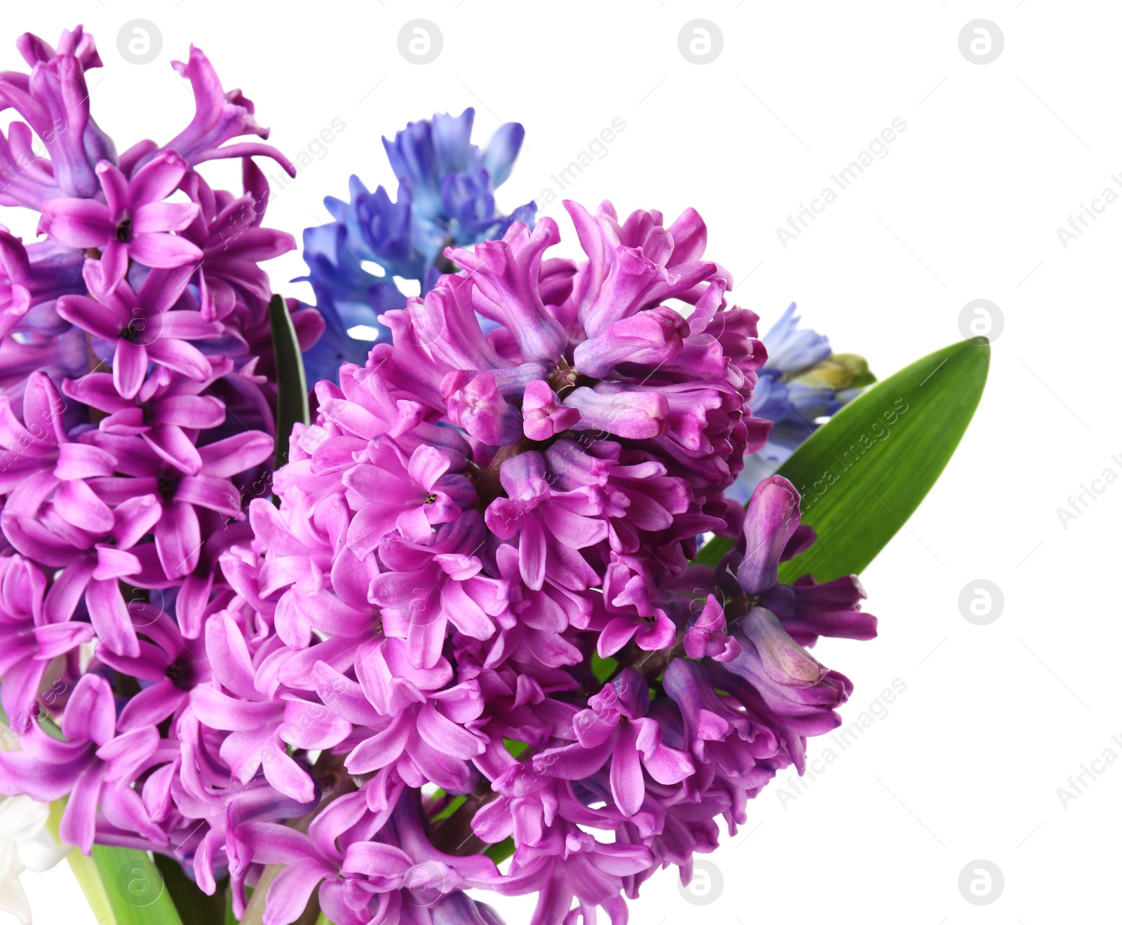 Photo of Bouquet of beautiful hyacinth flowers on white background. Springtime