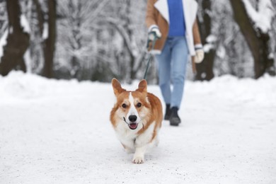 Photo of Woman with adorable Pembroke Welsh Corgi dog running in snowy park, closeup