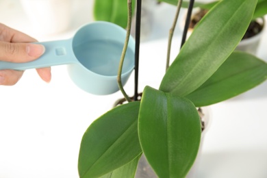 Photo of Woman watering orchid plant on window sill, closeup