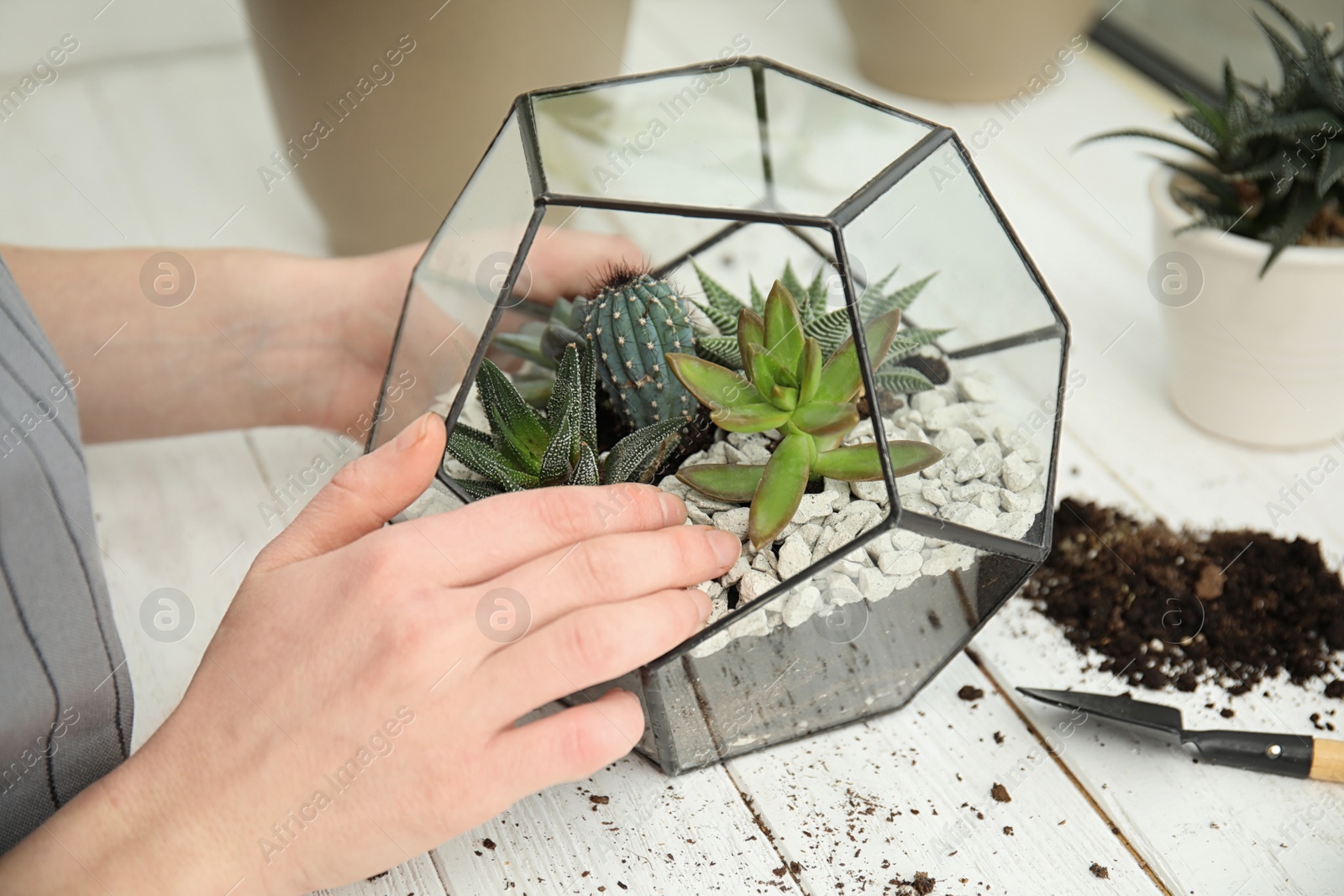 Photo of Woman transplanting home plants into florarium at table, closeup