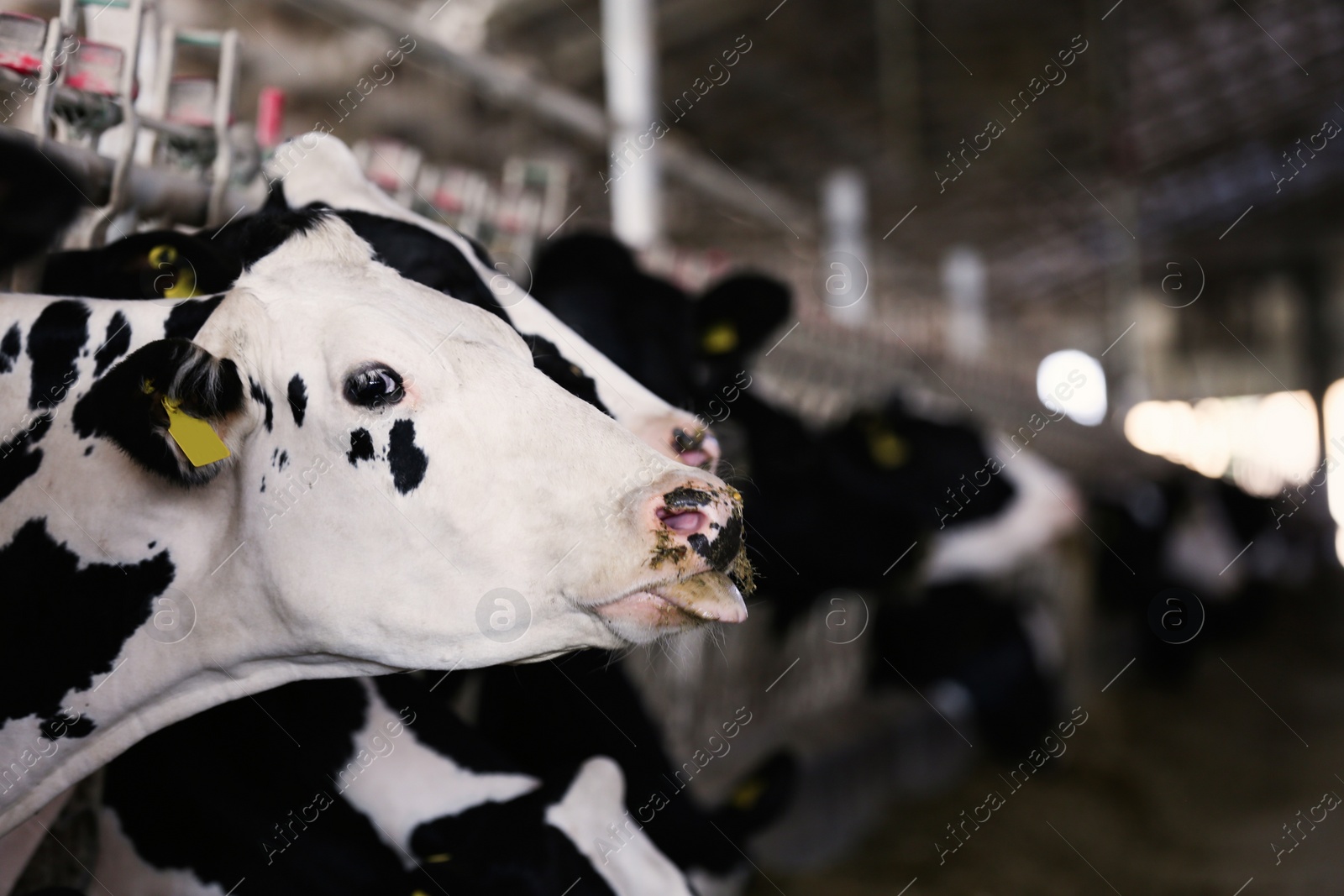 Photo of Pretty cow near fence on farm, space for text. Animal husbandry