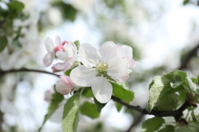 Closeup view of blossoming quince tree outdoors