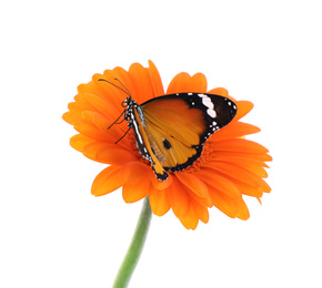 Photo of Flower with beautiful painted lady butterfly isolated on white