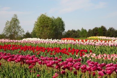 Beautiful colorful tulip flowers growing in field on sunny day