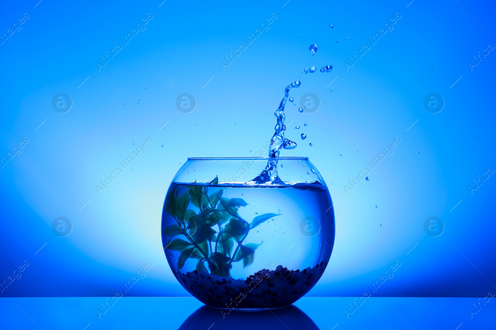 Photo of Splash of water in round fish bowl with decorative plant and pebbles on blue background