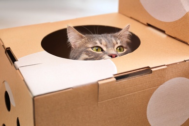 Cute gray tabby cat inside cardboard box in room. Lovely pet