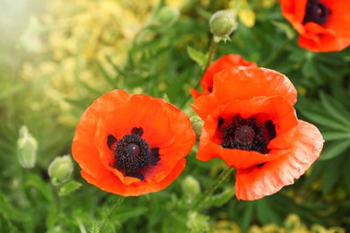 Photo of Beautiful red poppy flowers in garden, closeup