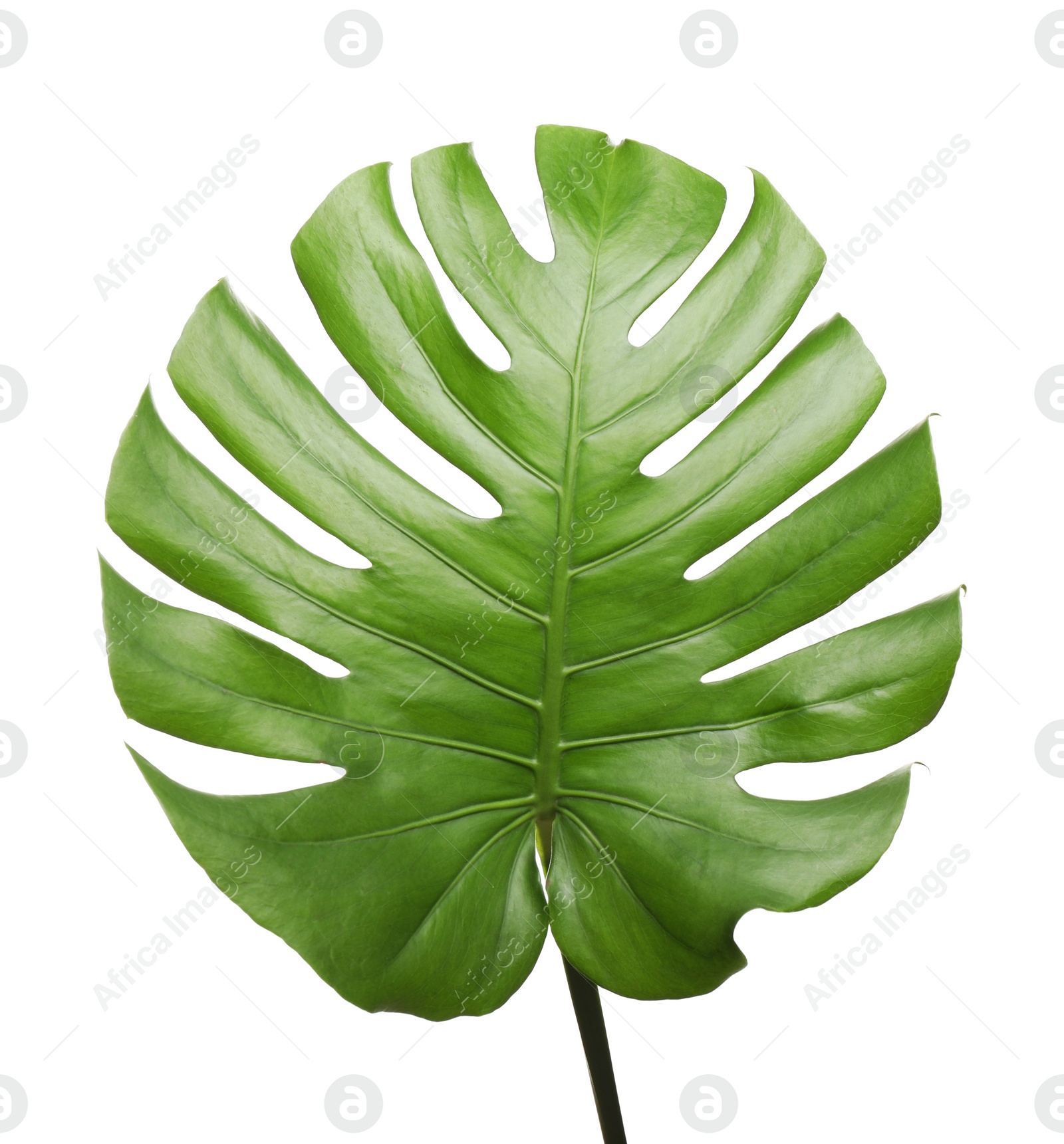 Photo of Fresh green tropical leaf isolated on white