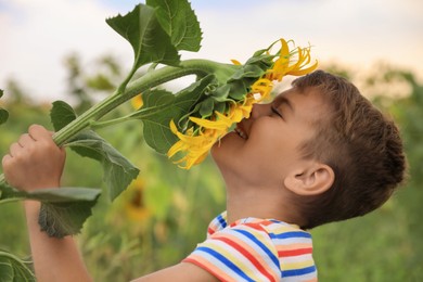 Cute little boy with blooming sunflower in field. Child spending time in nature