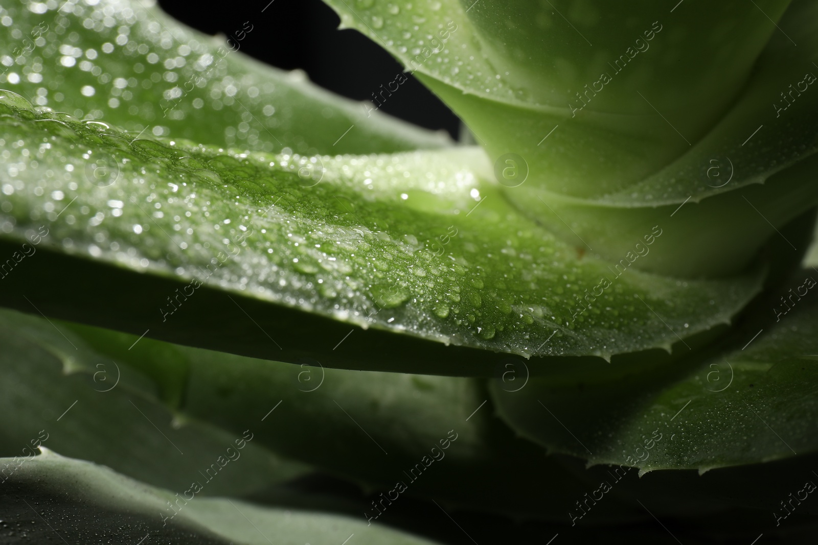 Photo of Green aloe vera plant with water drops, closeup
