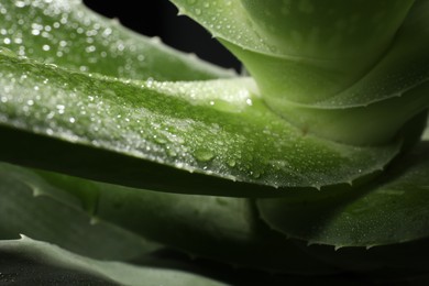 Green aloe vera plant with water drops, closeup