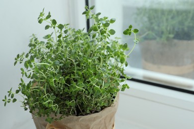 Photo of Fresh potted thyme on windowsill indoors, closeup. Space for text