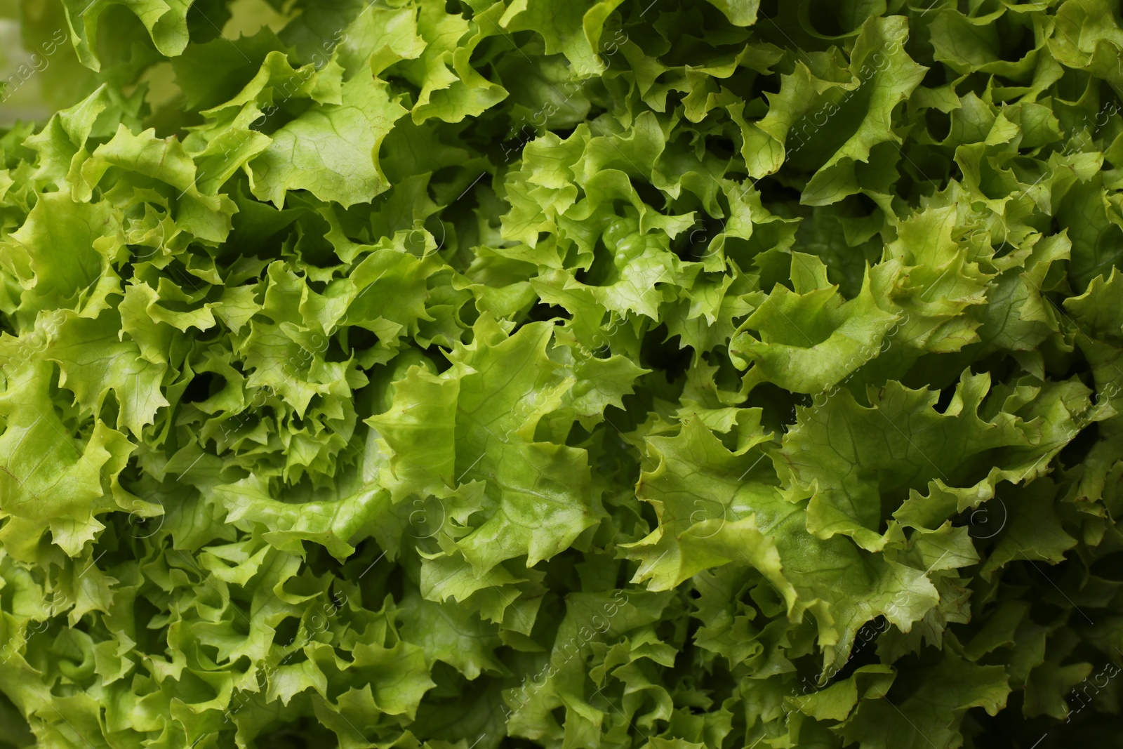 Photo of Fresh green lettuce as background, closeup. Salad greens