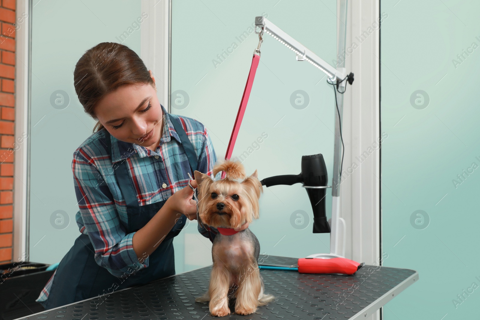 Photo of Professional groomer giving stylish haircut to cute dog in pet beauty salon