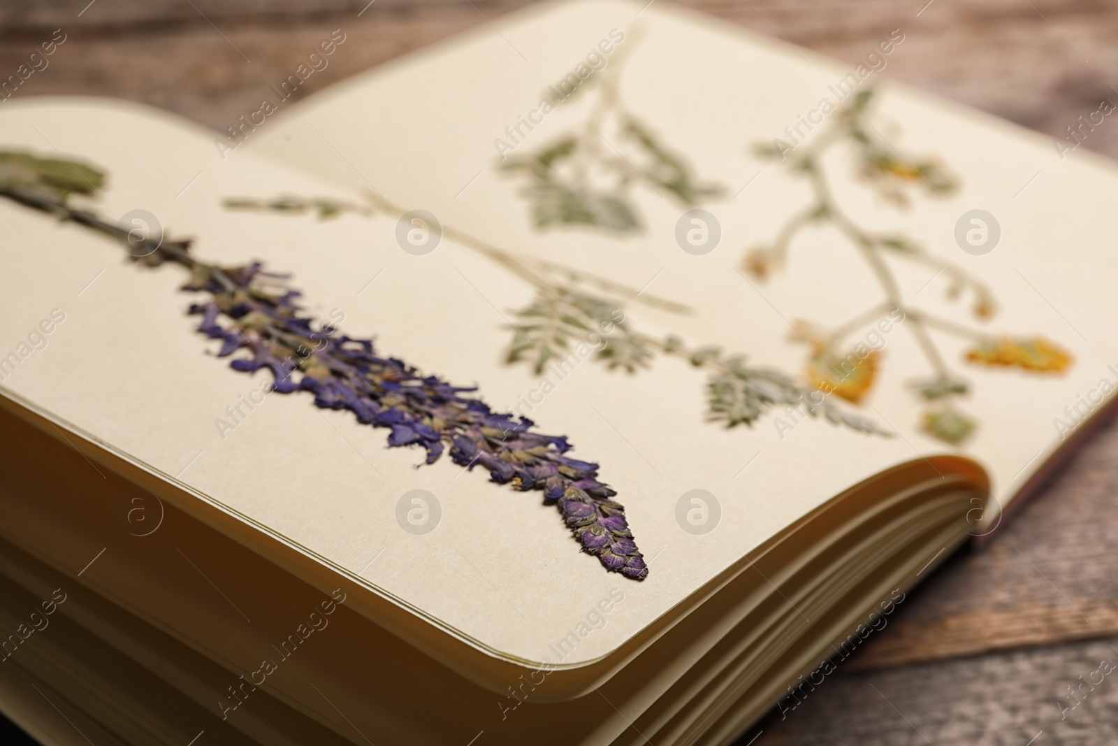Photo of Wild dried meadow flowers in notebook on table, closeup