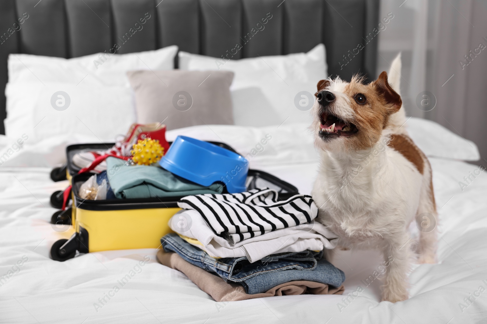 Photo of Travel with pet. Dog, clothes and suitcase on bed indoors