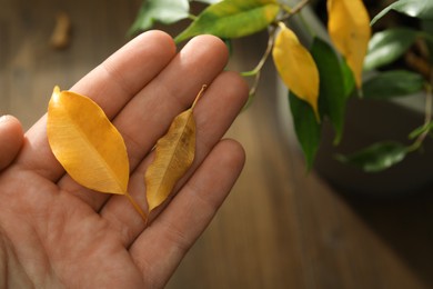 Photo of Woman with fallen yellow leaves near houseplant, closeup. Space for text