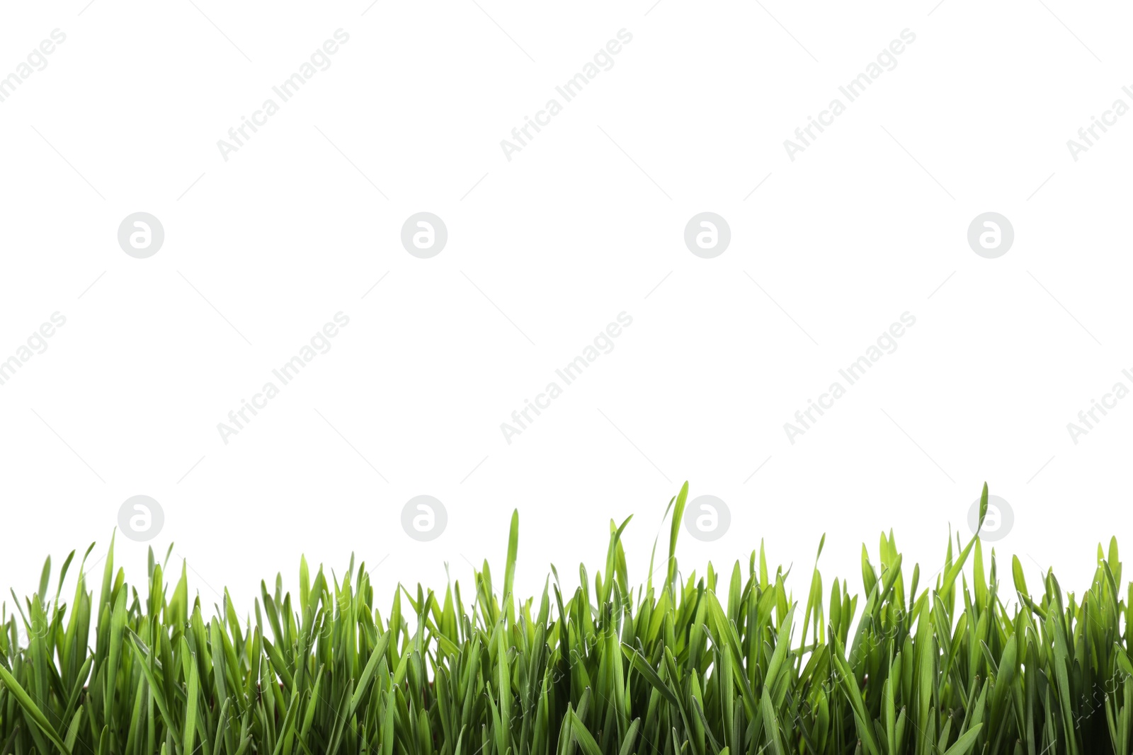 Photo of Fresh green grass isolated on white. Spring season