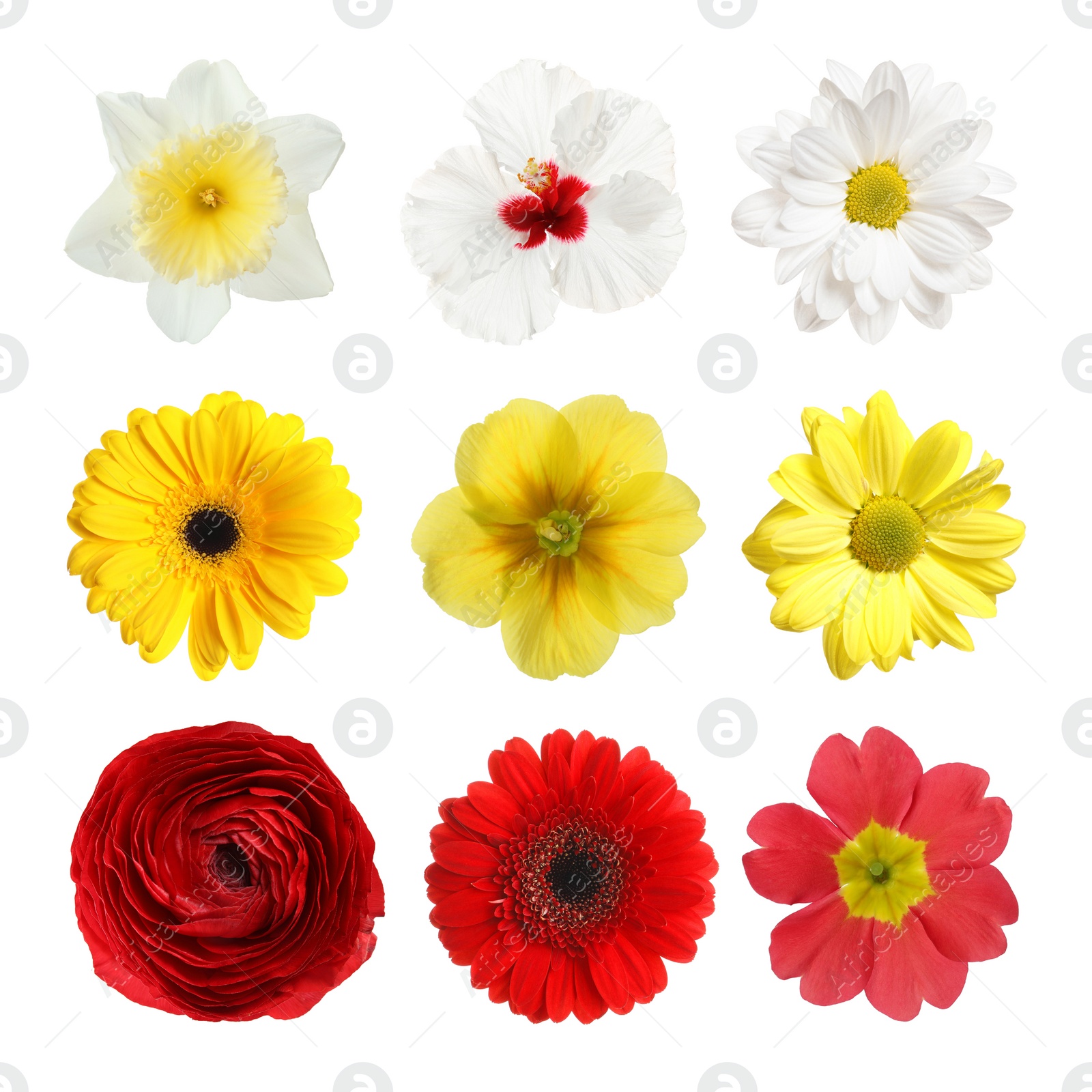 Image of Set with different beautiful flowers on white background