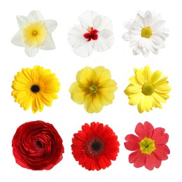 Set with different beautiful flowers on white background