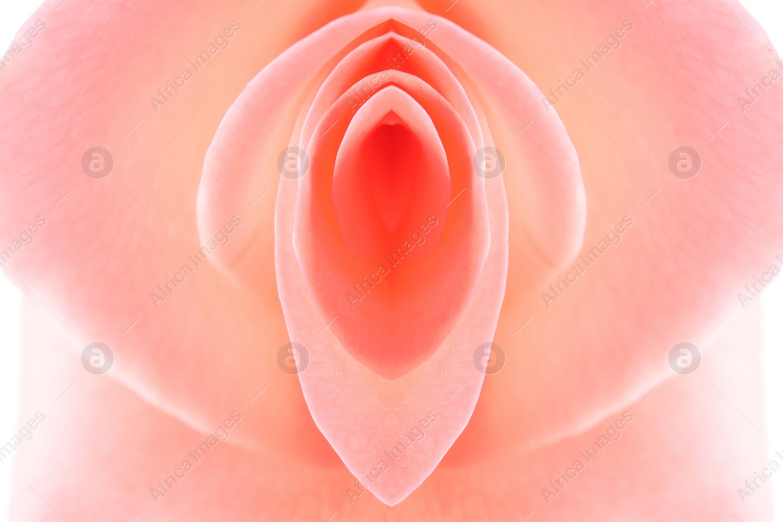 Image of Erotic metaphor design. Rose bud with petals resembling vulva. Beautiful flower as background, closeup