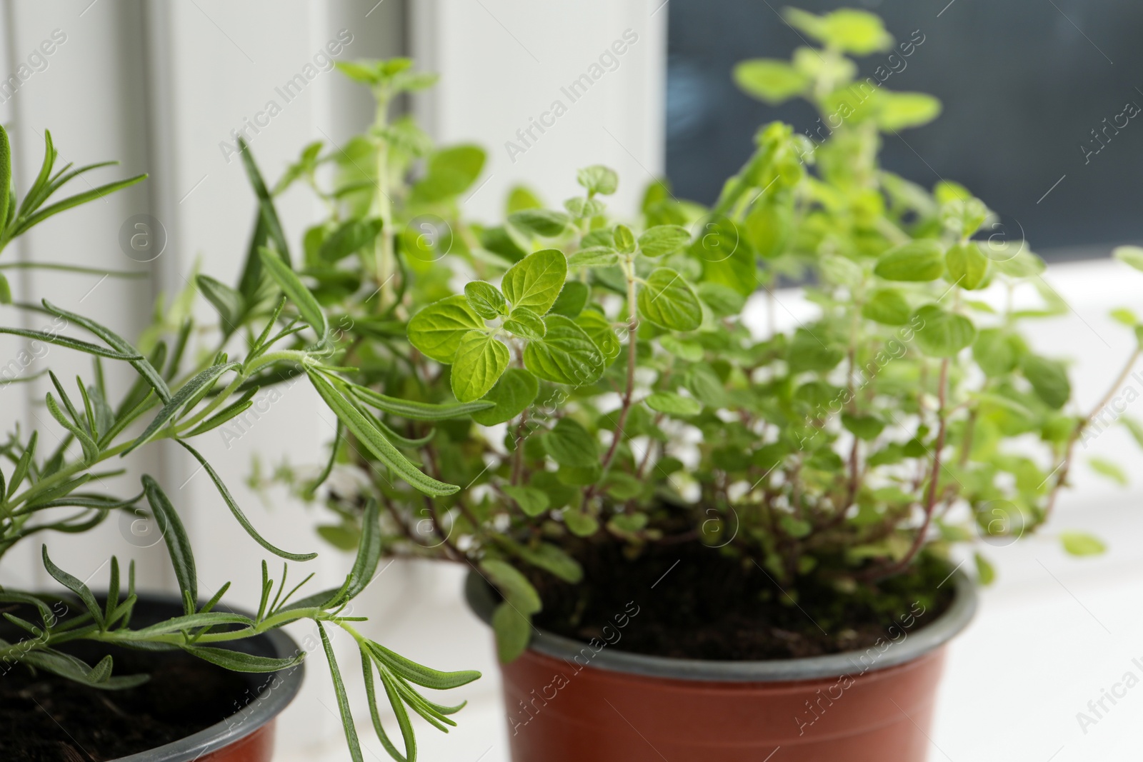 Photo of Aromatic potted oregano and rosemary on windowsill indoors, closeup