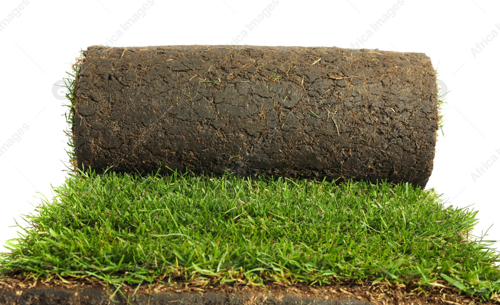 Photo of Rolled sod with grass on white background