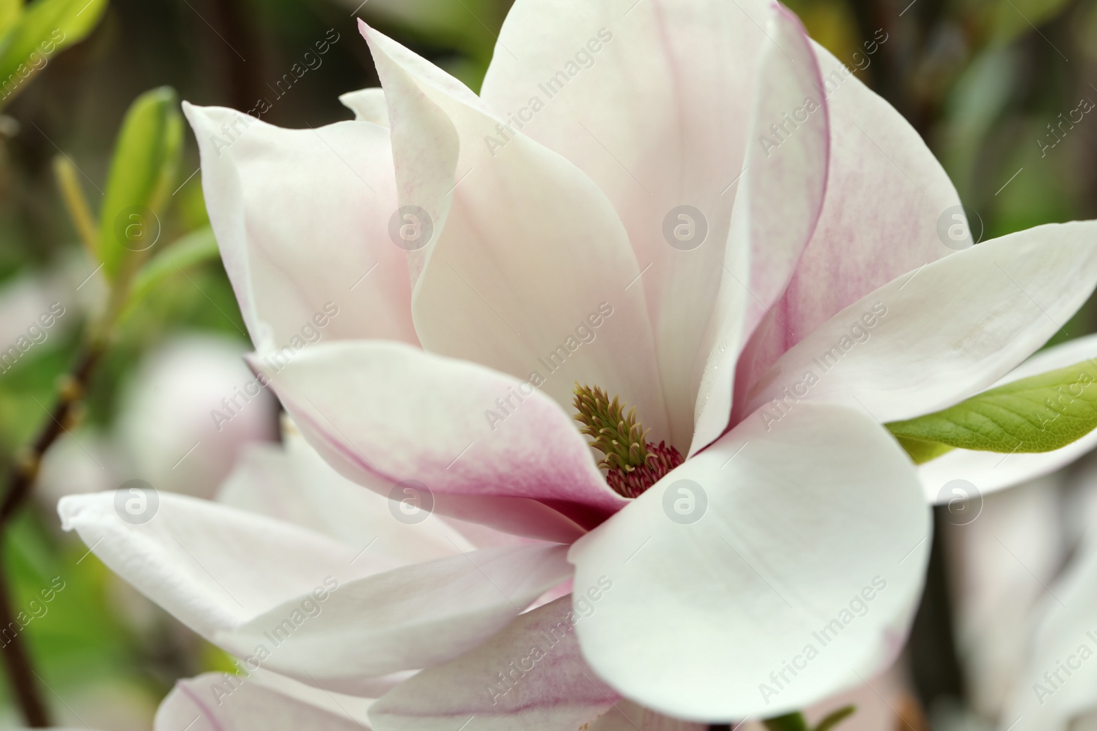 Photo of Magnolia tree with beautiful flower on blurred background, closeup