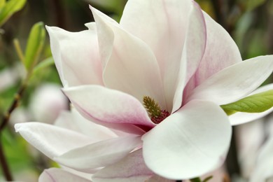 Magnolia tree with beautiful flower on blurred background, closeup