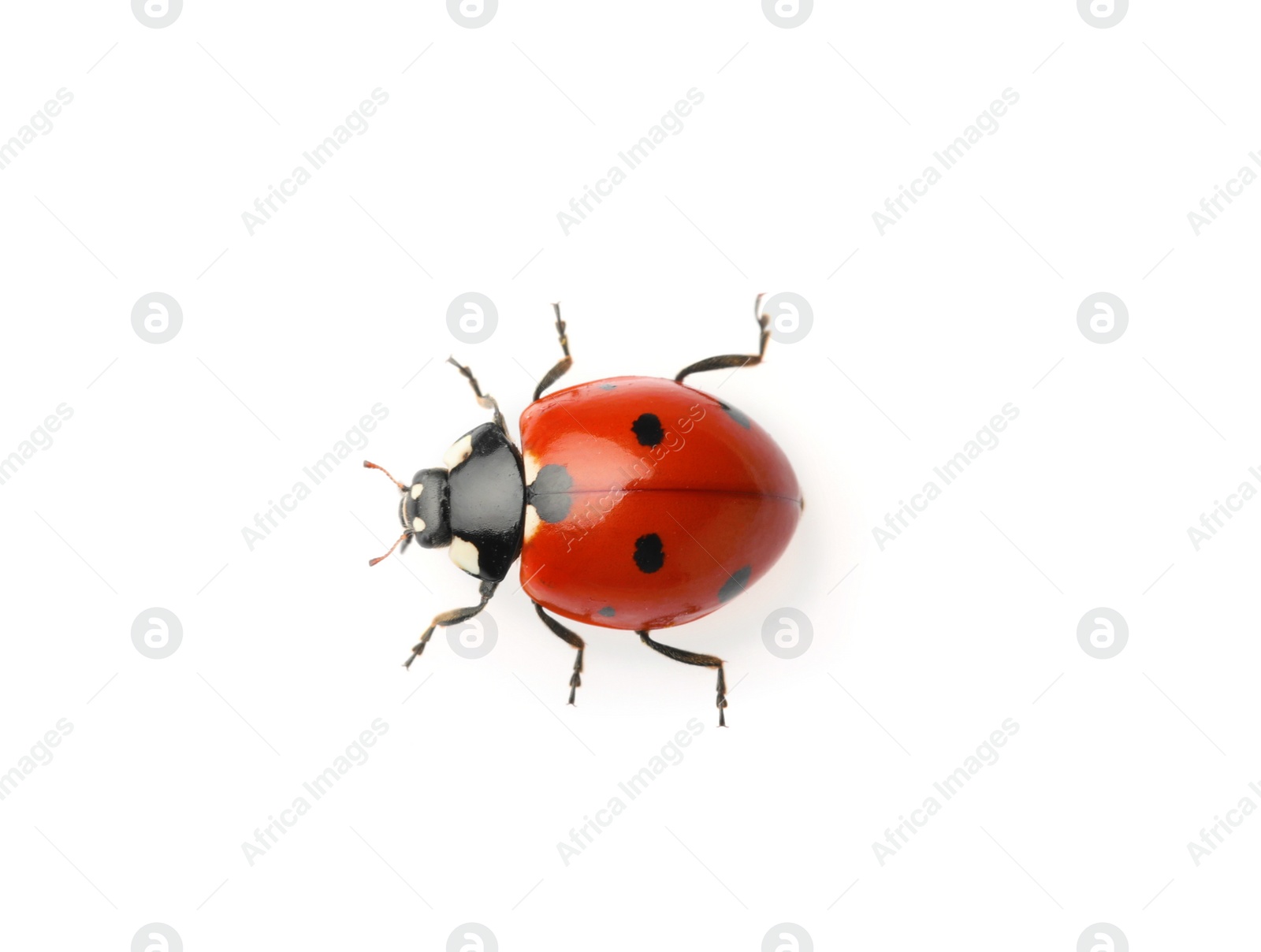 Photo of Beautiful red ladybug isolated on white, top view
