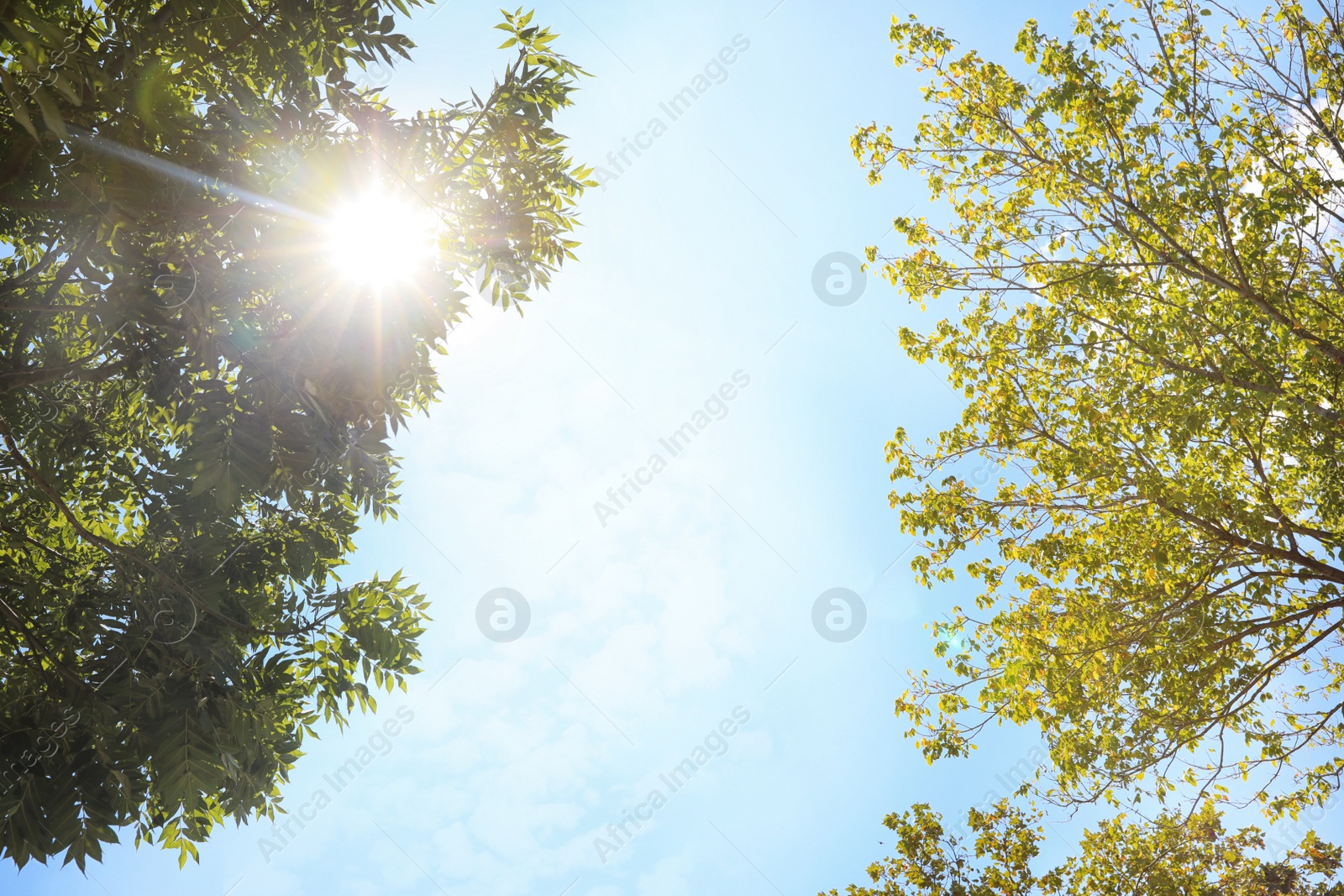 Photo of Green trees on sunny day, bottom view