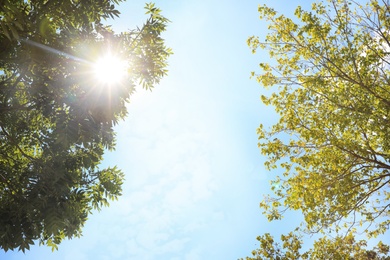 Green trees on sunny day, bottom view