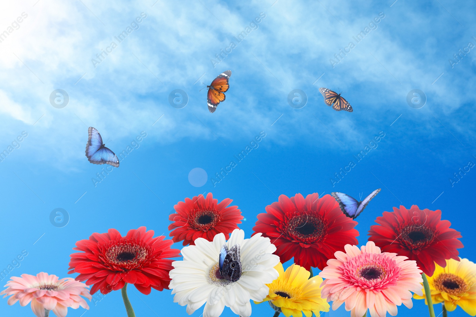 Image of Many colorful gerbera flowers and butterflies under blue sky on sunny day